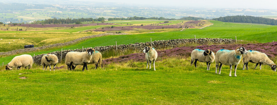Panoramic of a flock of Swaledale sheep grazing on the grouse moor beneath Penhill in the Yorkshire Dales during August when the heather is in full bloom.  Hazy background.  Horizontal.  Copyspace