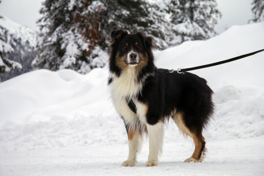 cane bovaro al guinzaglio sulla neve