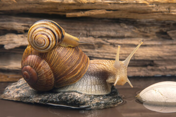 Helix pomatia. snail climbs from stone to stone. mollusc and invertebrate. delicacy meat and gourmet food.