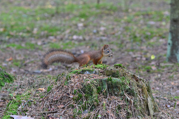 Cute curious squirrel on a stump in the woods