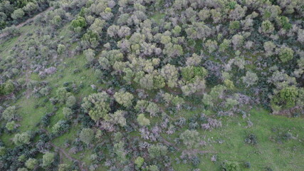 field of lavender drone