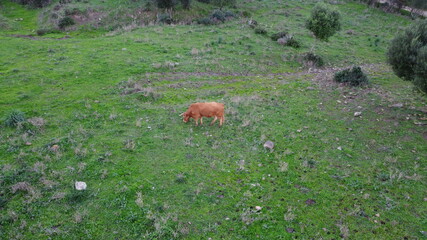 cow eating on the green