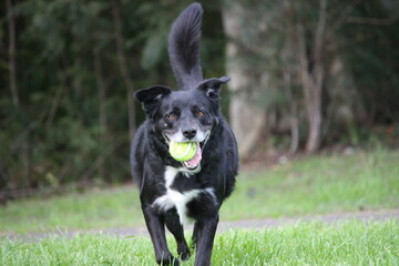 Black Dog Resting and Playing 