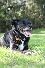 Black Dog Resting and Playing 