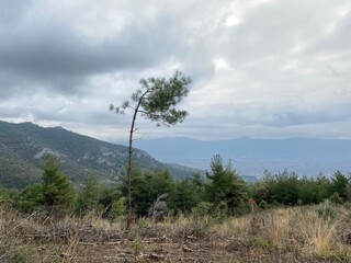 pine tree in the mountains