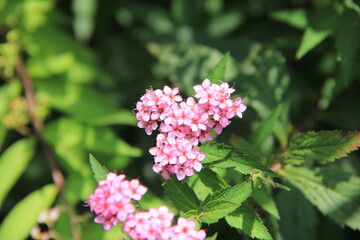 小さいピンク色の花をたくさん咲かせたシモツケ