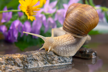 Helix pomatia. snail climbs from stone to stone. mollusc and invertebrate. delicacy meat and gourmet food.