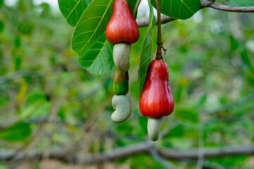 The cashew tree (Anacardium occidentale) is a tropical evergreen tree that produces the cashew seed...