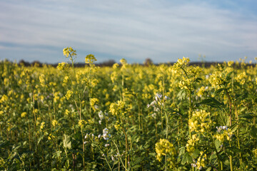 Obraz premium Frisches Feld 