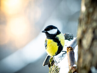 Obraz na płótnie Canvas Great tit sitting on a tree in a park. Cute little bird on a blurred background in pastel shades. Colorful birdie on a twig in cold winter.