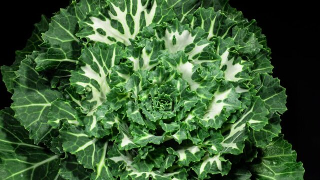 Organic Brassica Plant Rosette Grows in Time Lapse. Decorative Cabbage Moves White Green Leaves as Accelerated Plant Growth. It Used as Flower Bed Decoration, Arrangement Bouquets and Food
