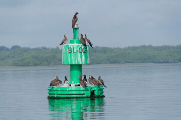 Boia de navegação com atobás na baia de Babitonga, Joinville, Santa Catarina