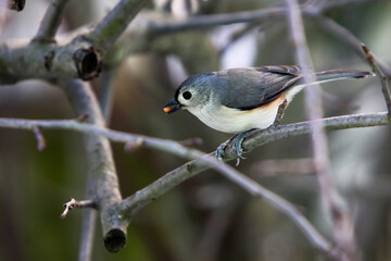 Tufted Titmouse sitting on branch in winter