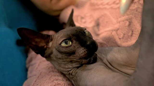 Cute cat sphinx black plays on a blue sofa in slow motion