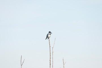 belted kingfisher
