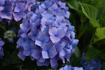 Obraz premium Violet hydrangea flower