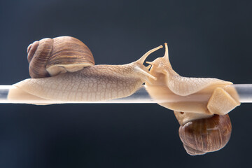 Helix pomatia. snails hang from a plastic tube. romance and relationships in the animal kingdom. mollusc and invertebrate. delicacy meat and gourmet food