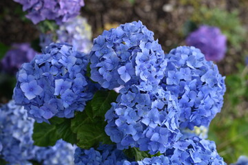 Blue hydrangea flowers