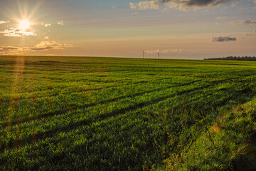 Fototapeta na wymiar Feld im Sonnenuntergang mit Windrädern