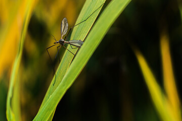 Mosquito