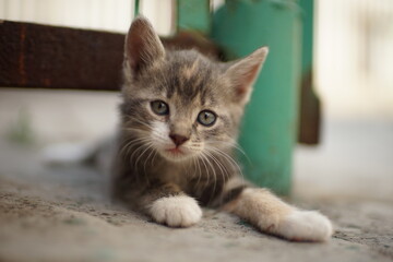 Lovely ashy kitten lying in the yard on a stone floor near old fence. Beautiful portrait of a cute...