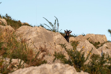 Black goat on a mountain hill between rocks