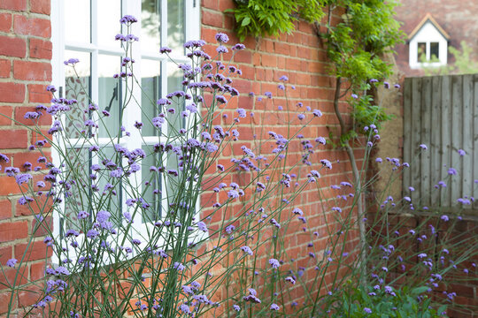 Verbena Bonariensis Plant Growing In A UK Cottage Garden