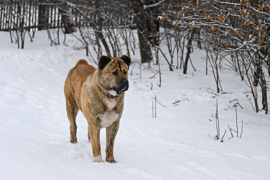 A thoroughbred middle Asian shepherd dog of brown color. An Asian dog with cropped ears and tail stands outside in winter. A big angry dog guards its territory.An adult male stands near a wooden fence