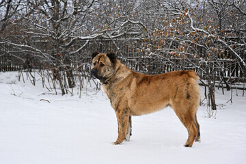 A thoroughbred middle Asian shepherd dog of brown color. An Asian dog with cropped ears and tail stands outside in winter. A big angry dog guards its territory.An adult male stands near a wooden fence