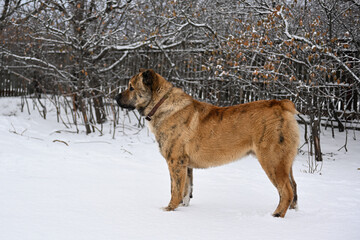 A thoroughbred middle Asian shepherd dog of brown color. An Asian dog with cropped ears and tail stands outside in winter. A big angry dog guards its territory.An adult male stands near a wooden fence