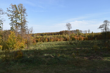 autumn in the forest