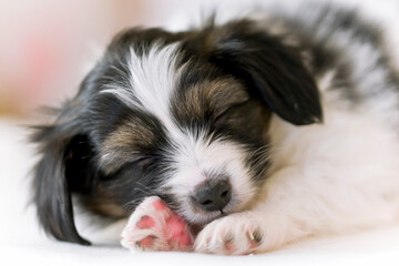 Beautiful Papillon Puppies sleeping sweetly