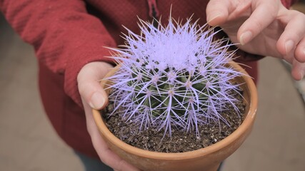 Girl hands touch needles of a cactus with a strange purple color. Concept of design, art, genetic...