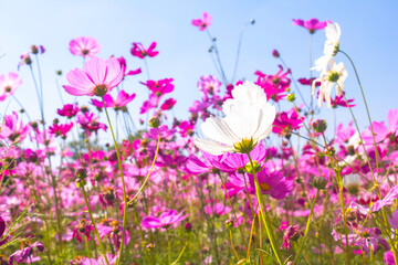 pink garden flowers,flowers blossoming under blue sky background.
