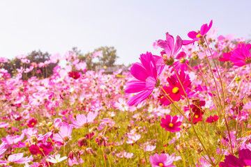 Obraz na płótnie Canvas pink garden flowers,flowers blossoming under blue sky background.