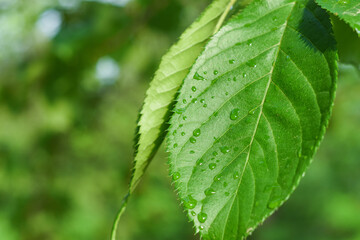 Healthy green leaf close up with water drops after rain
