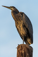 Perching Great Blue Heron (Ardea herodias) Early in the Morning
