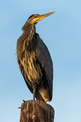 Perching Great Blue Heron (Ardea herodias) Early in the Morning