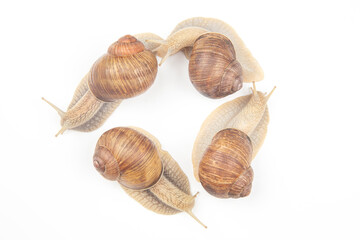 Helix pomatia. grape snail on a white background. mollusc and invertebrate. gourmet protein meat food. communication of the individual in society