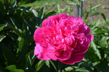 pink flower in the garden