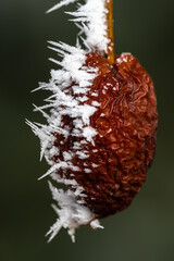 Growing Ice Crystals on Plant