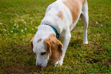 jack russell terrier