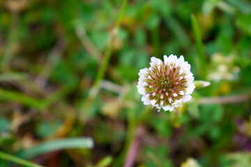 flower in the garden