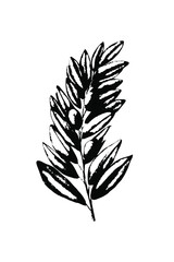 Olive leaves black and white sketch.  Vector realistic botanical sketch. Design for menu, cafe decor, oil logo.