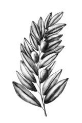 Fototapeta premium Olive leaves black and white sketch. 