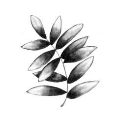Olive leaves black and white sketch.  Hand drawn ink clip art isolated. Spring black and white illustration.