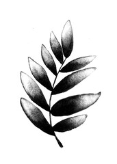 Olive leaves black and white sketch. Black and white olive branch isolated on white background.