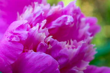 close up of a flower