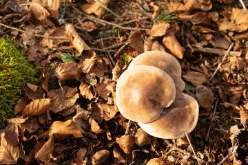Wild mushrooms on the forest floor in the Swiss Jura montains