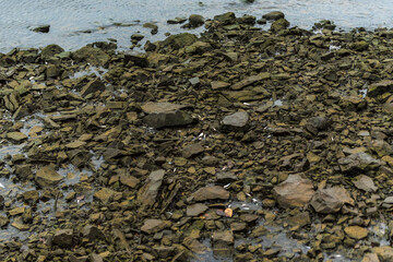fish trapped between rocks on the bank of a river